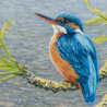 British Wildlife