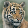 Big Cats