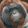 Primates