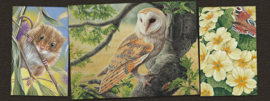 Harvest Mouse, Barn Owl, Peacock with primroses